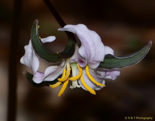 {Trillium catesbaei}